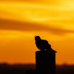 Redwing Blackbird at Sunrise